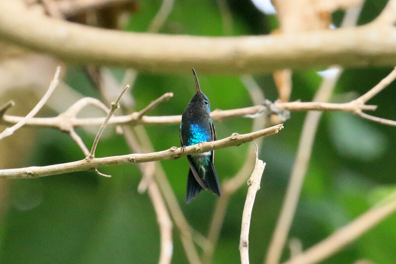 Colibri de Lillianadulte