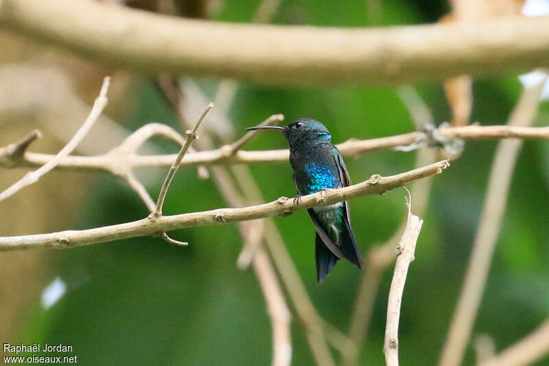 Colibri de Lillianadulte, identification