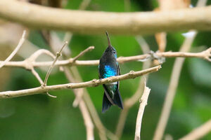 Colibri de Lillie