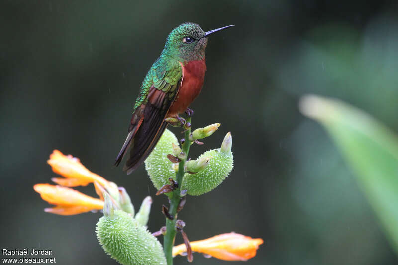 Colibri de Matthews mâle adulte, identification