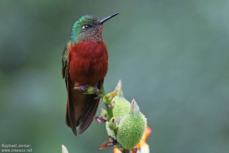 Chestnut-breasted Coronet male adult, close-up portrait