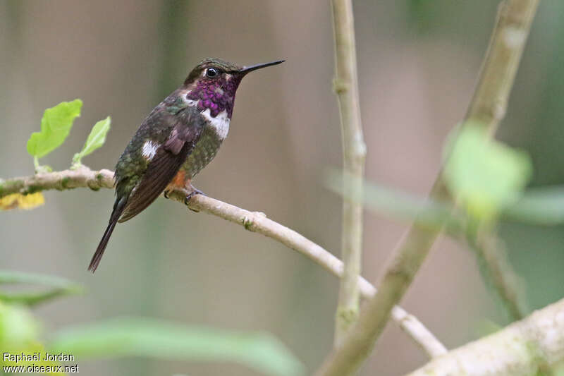 Purple-throated Woodstar male adult, identification