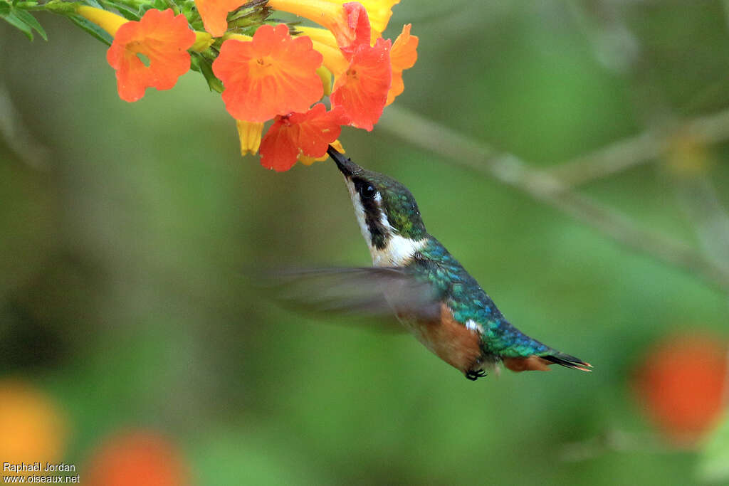 Colibri de Santa Marta