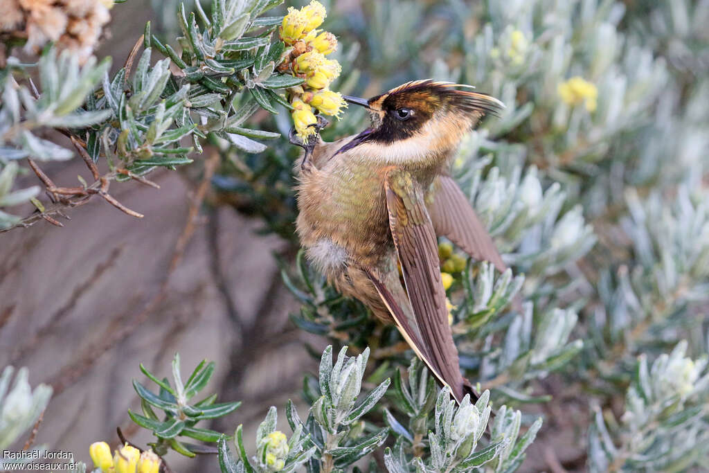 Colibri de Stübel