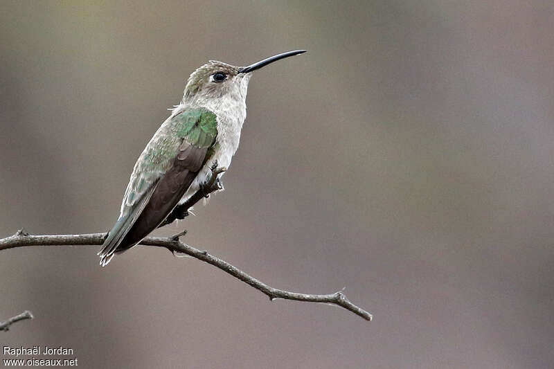 Colibri de Tumbesadulte, identification