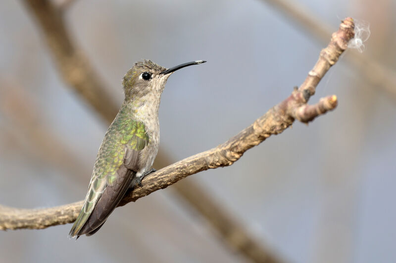 Colibri de Tumbes