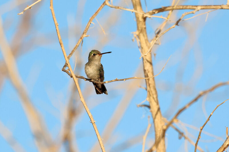 Colibri des Marias femelle adulte