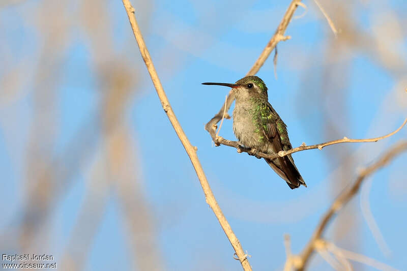 Colibri des Marias femelle adulte