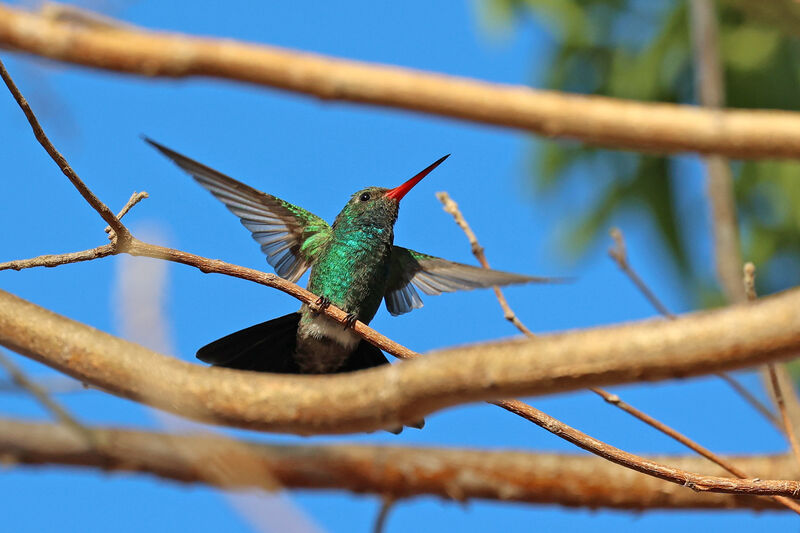 Colibri des Marias mâle adulte