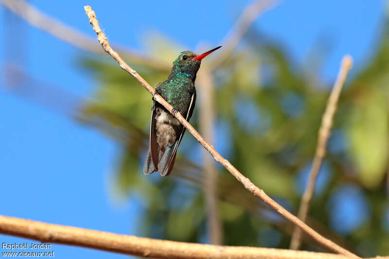 Tres Marias Hummingbird male adult