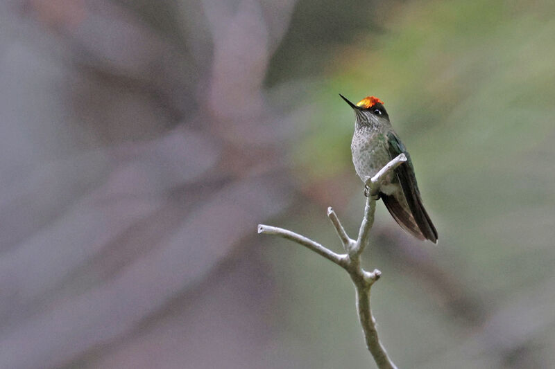 Colibri du Chili mâle adulte nuptial