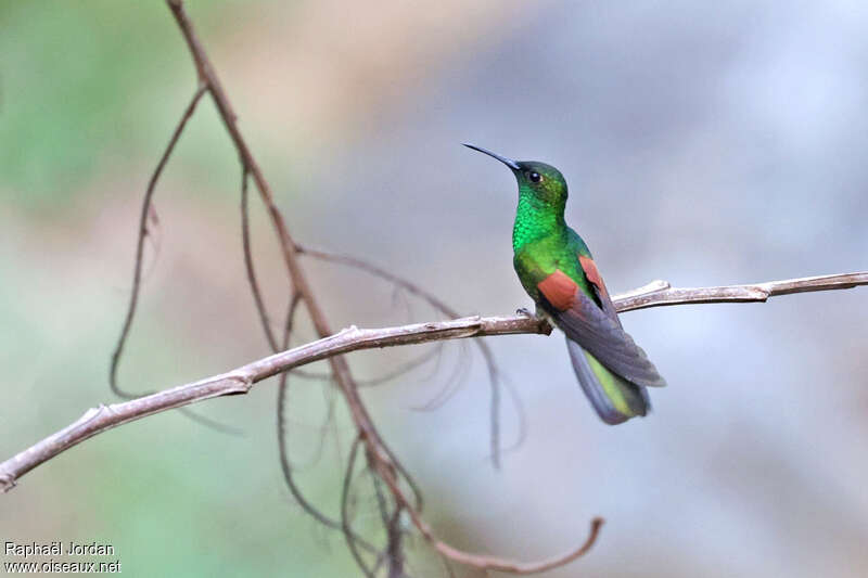 White-tailed Hummingbird male adult