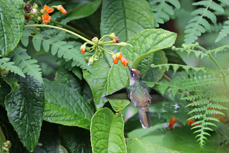 Colibri du Tolima mâle adulte