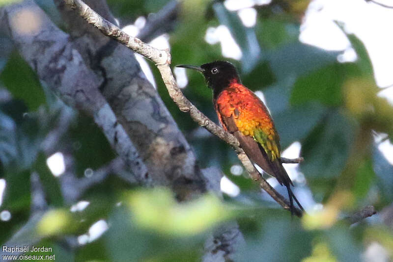 Colibri flamboyant mâle adulte, identification