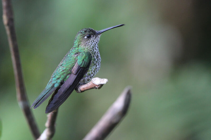 Many-spotted Hummingbirdadult