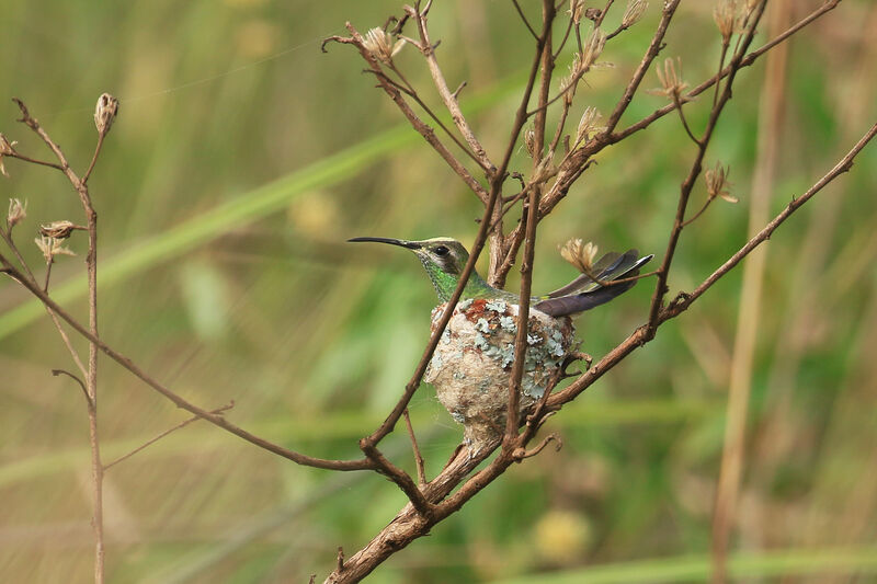 Colibri guaïnumbi femelle adulte, Nidification