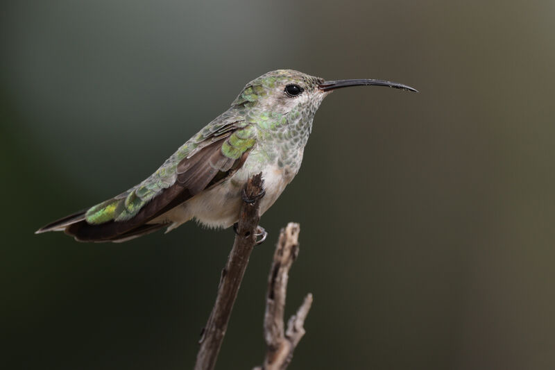 Colibri guaïnumbi