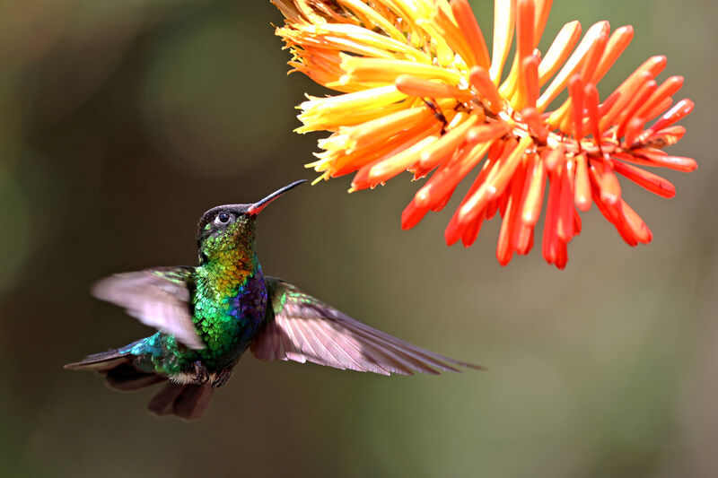 Fiery-throated Hummingbirdadult