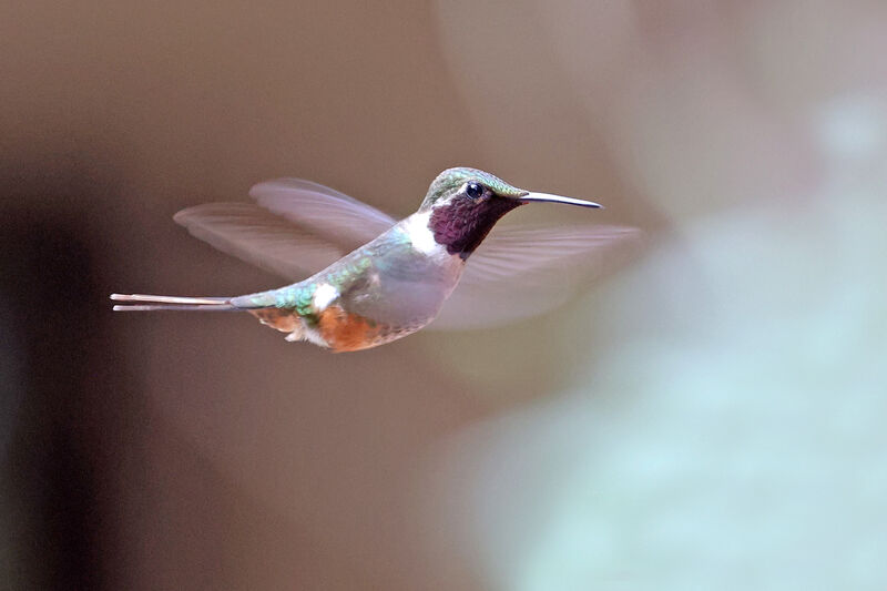 Magenta-throated Woodstar male adult