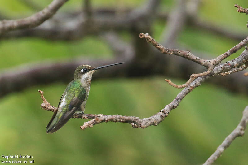 Stripe-breasted Starthroatimmature, identification