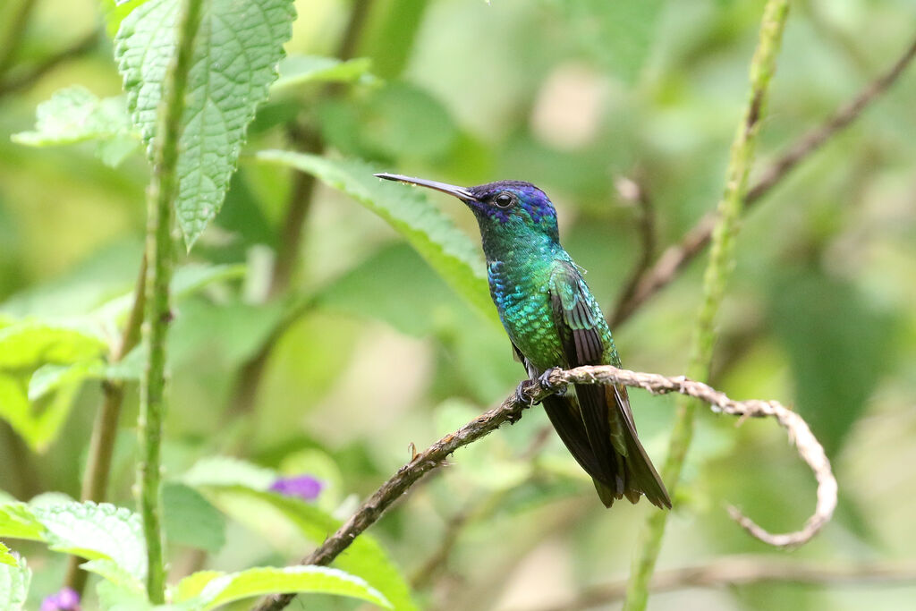 Colibri oenone