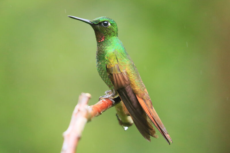 Colibri rubis-émeraude mâle adulte