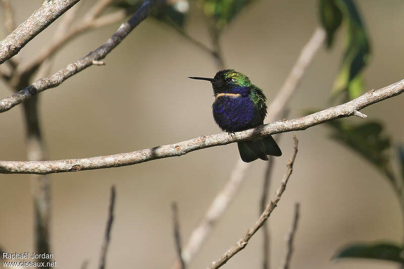 Hyacinth Visorbearer male adult breeding, identification