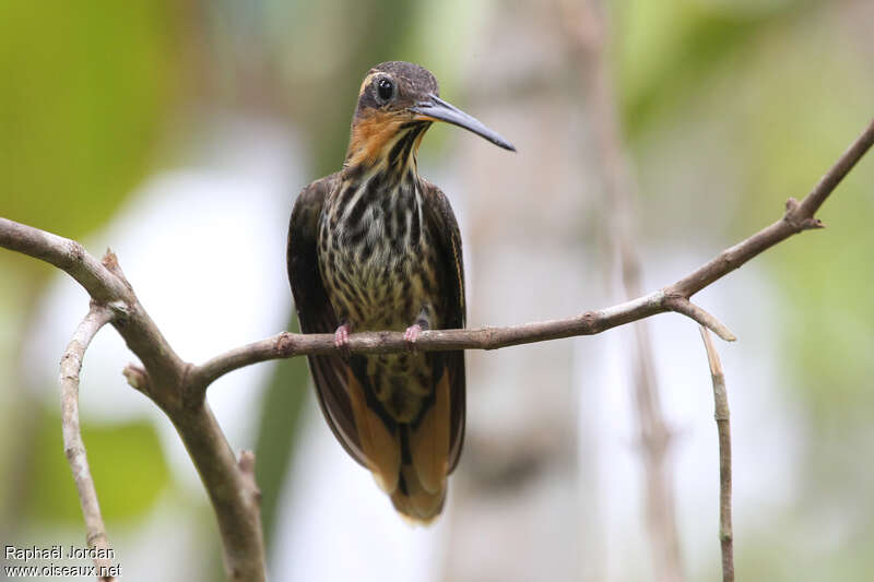 Colibri tachetéadulte