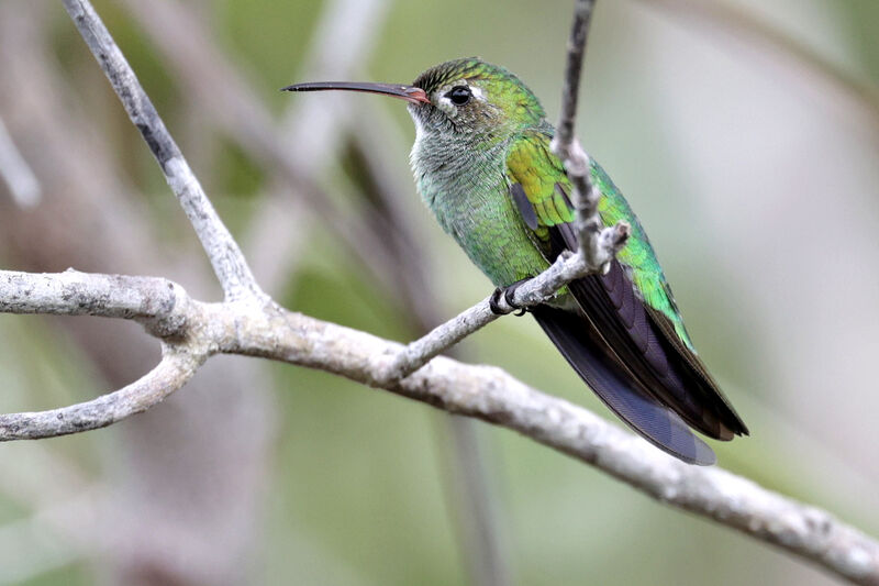 Colibri tout-vert