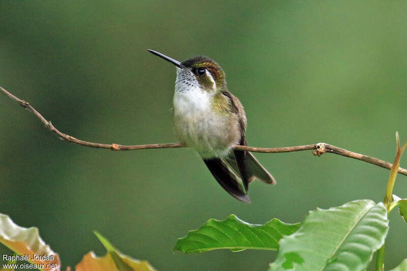 Green-throated Mountaingem male adult, identification