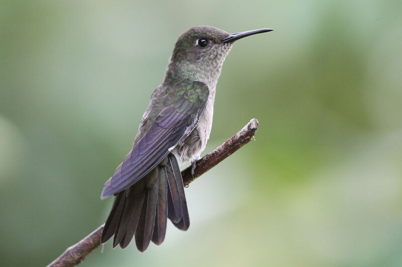 Colibri vert et grisadulte