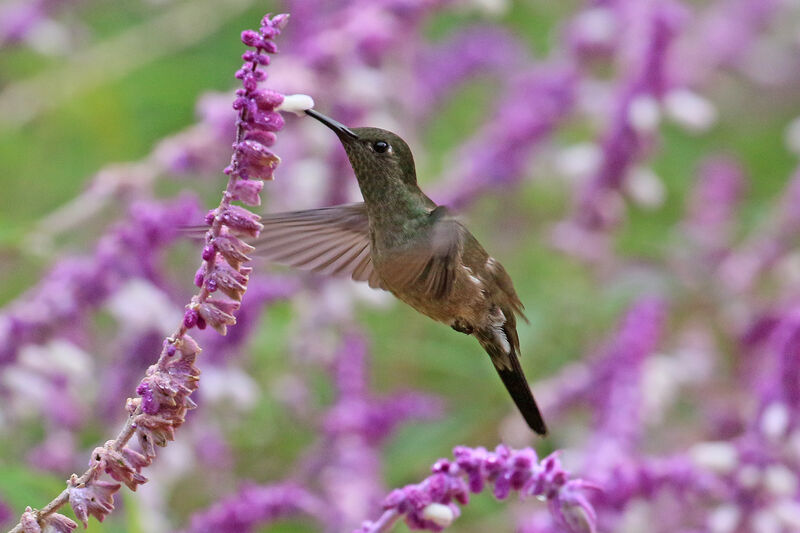 Colibri vert et gris