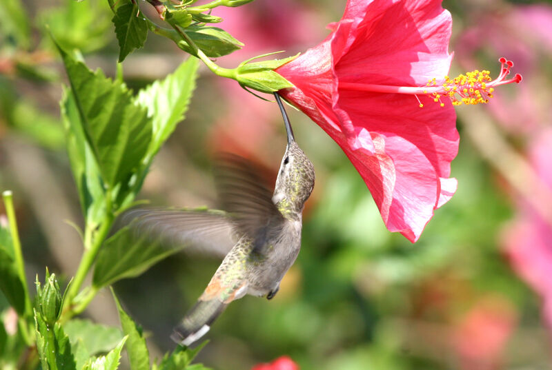 Oasis Hummingbird