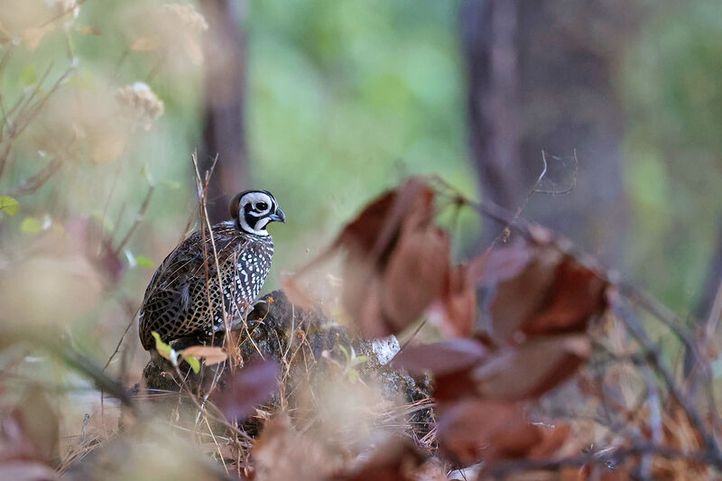 Montezuma Quail male adult