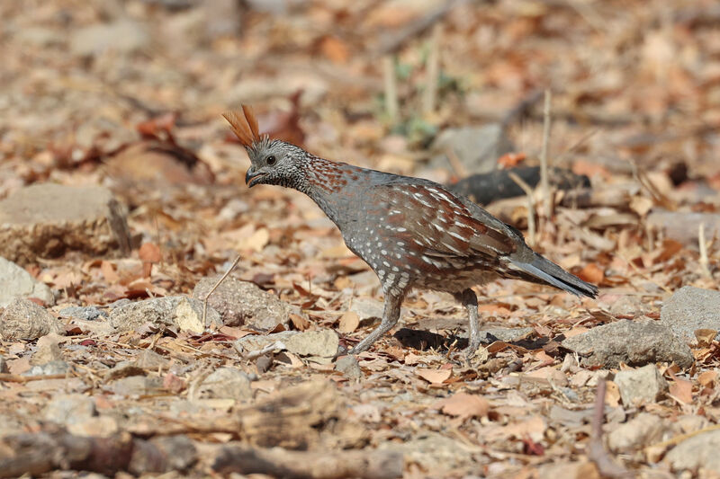 Elegant Quail male adult