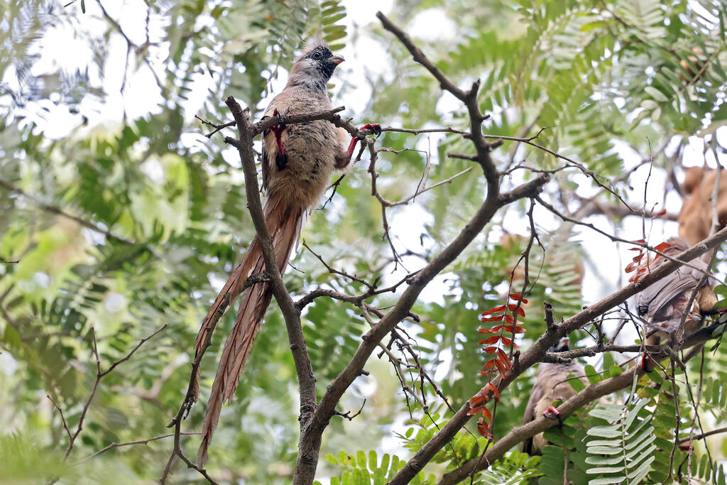 Coliou à dos marron