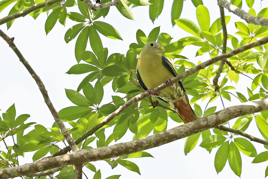 Grey-cheeked Green Pigeonadult