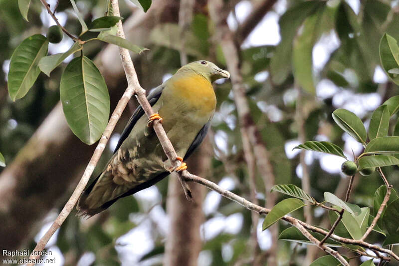 Large Green Pigeon