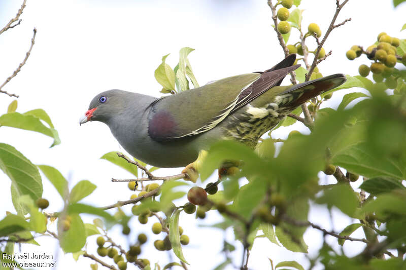 Colombar de Pembaadulte, identification