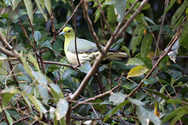 Colombar de Siebold femelle adulte