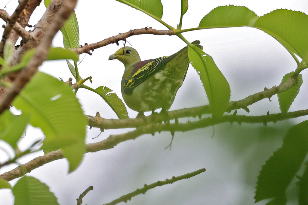Sumba Green Pigeon male adult