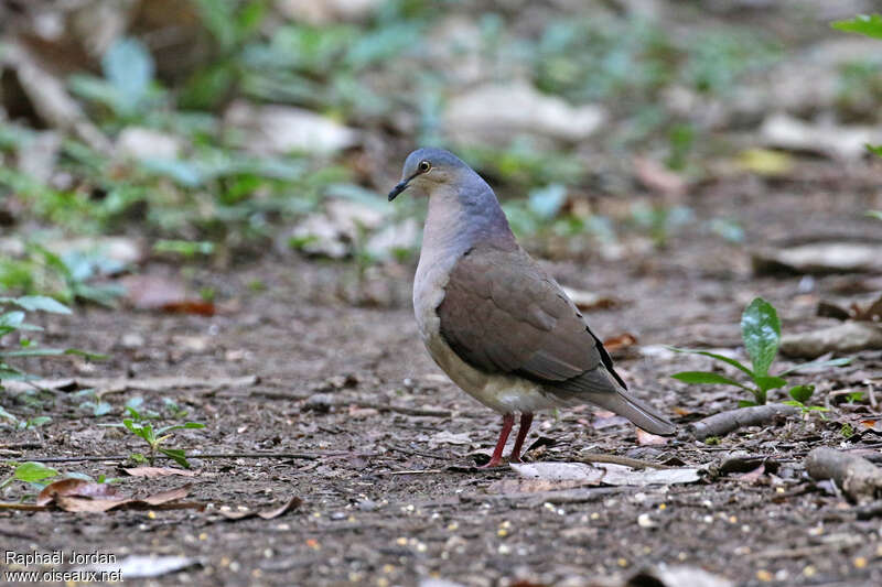 Colombe à calotte griseadulte, identification