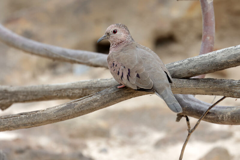 Common Ground Doveadult