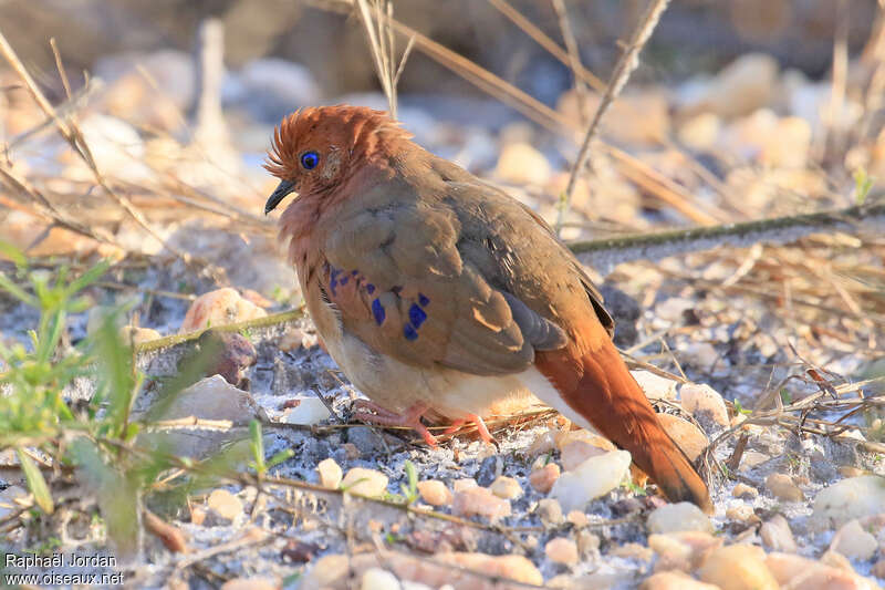 Blue-eyed Ground Doveadult, identification