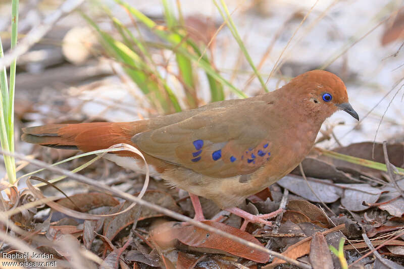 Colombe aux yeux bleusadulte, pigmentation, pêche/chasse