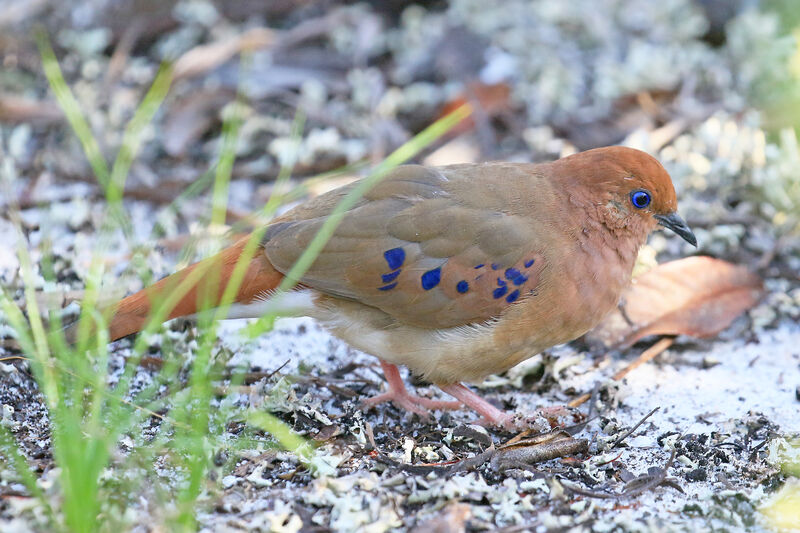 Blue-eyed Ground Doveadult