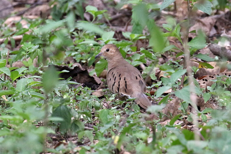 Ecuadorian Ground Doveadult