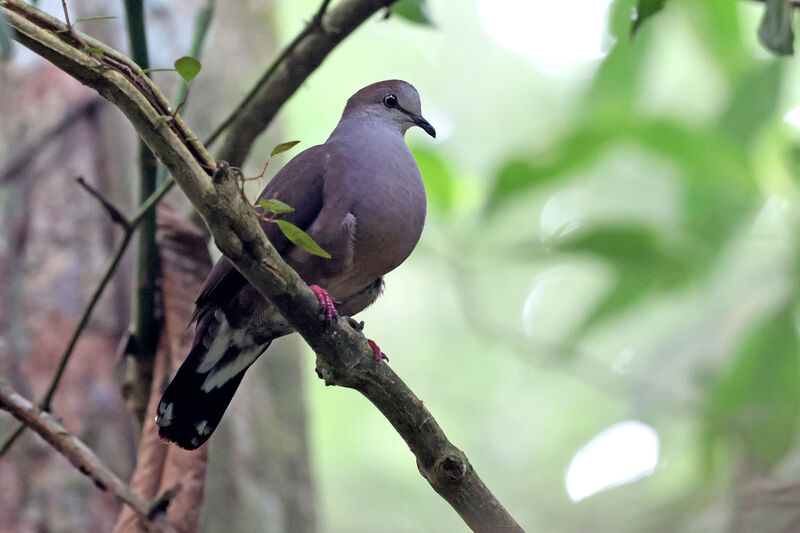 Grey-chested Doveadult