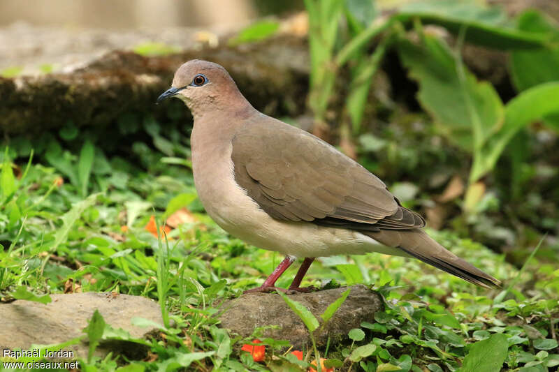 White-tipped Doveadult, identification