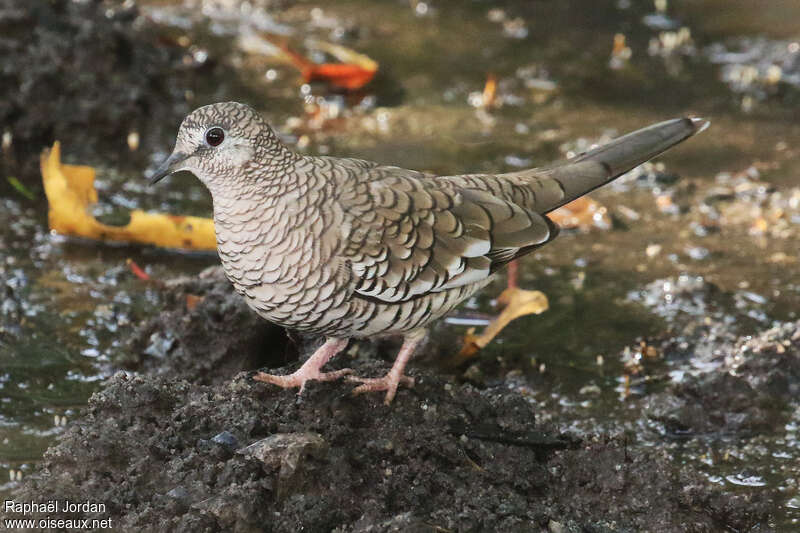 Scaled Doveadult, identification